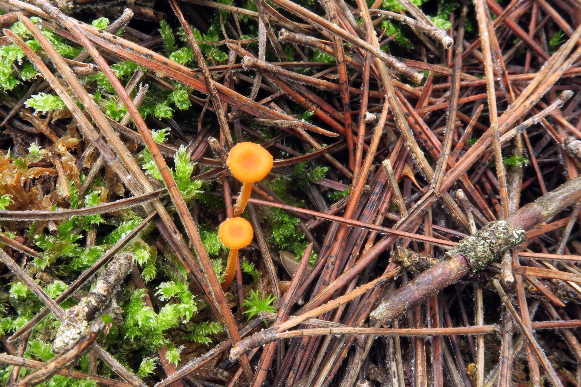 Rickenella fibula - 1 - IMG_2733